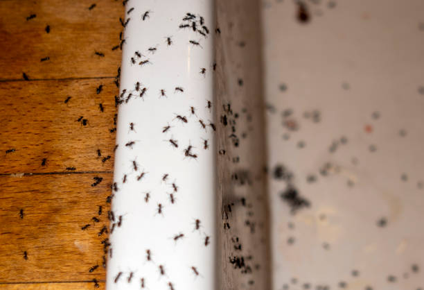 Waller, WA Pest Control Company
