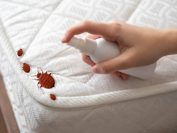 Flea Control Services in Waller, WA